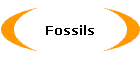 Fossils