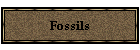 Fossils