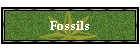 Fossils